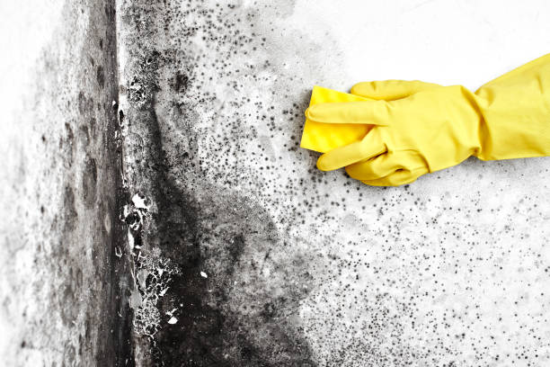 Best Commercial Mold Remediation in Spring Valley, WI