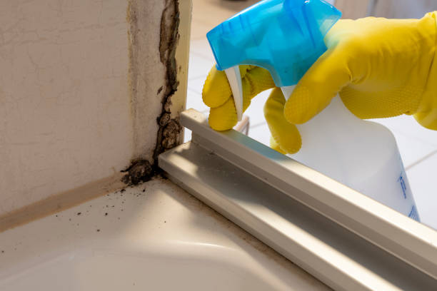 Best Attic Mold Remediation in Spring Valley, WI