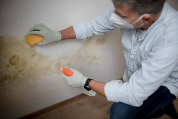 Best Emergency Mold Remediation in Spring Valley, WI