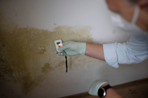 Best Basement Mold Remediation in Spring Valley, WI