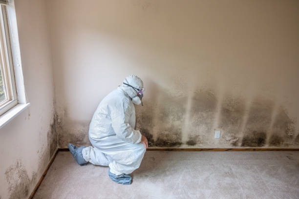 Best Industrial Mold Remediation in Spring Valley, WI