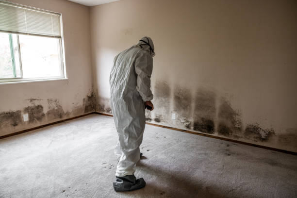 Best Mold Testing and Inspection Services in Spring Valley, WI