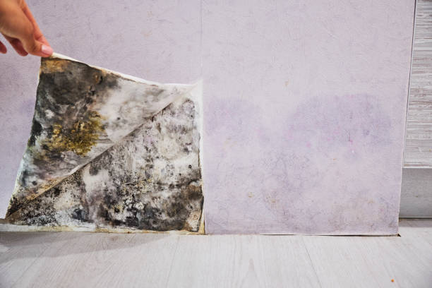 Best DIY Mold Remediation Support Services in Spring Valley, WI